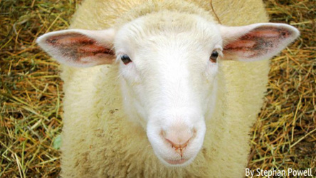 Sheep Image