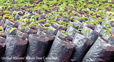 UN's Billion Tree Campaign Image